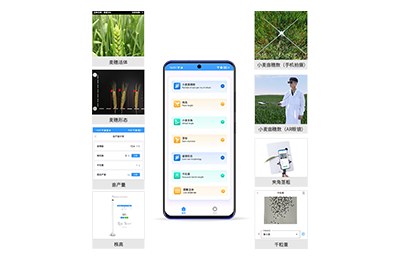 荆州市小麦表型测量仪IN-XM05